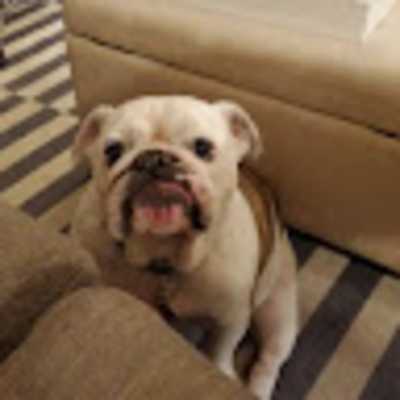 Meet your Posher, Timothy - Picture 1 of 1
